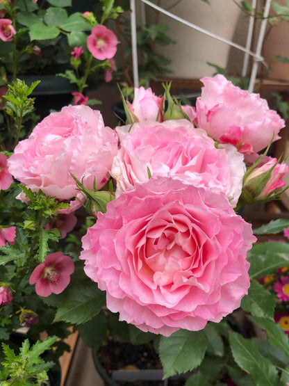 Popular Rose  ‘ Neptune King Terrazza | 海神王 ’