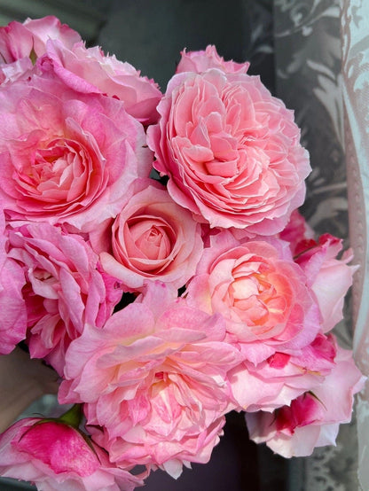 Popular Rose  ‘ Neptune King Terrazza | 海神王 ’