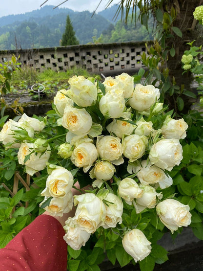 Rose  ‘Butter Cup  | 奶油杯  ’
