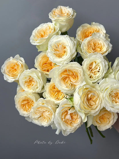 Rose  ‘Butter Cup  | 奶油杯  ’