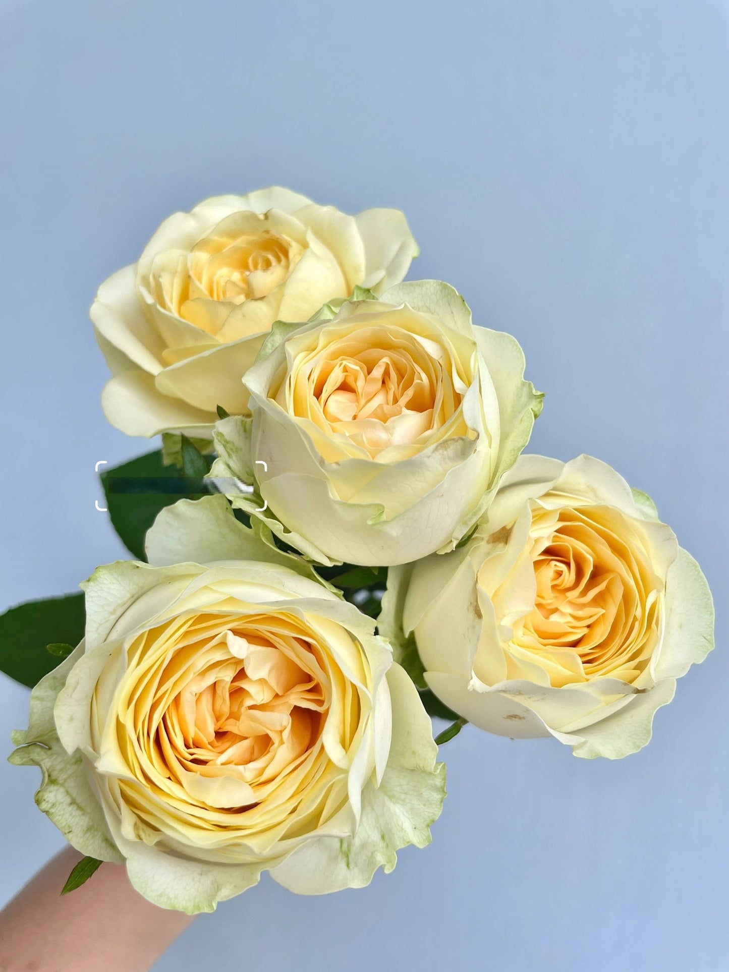 Rose  ‘Butter Cup  | 奶油杯  ’