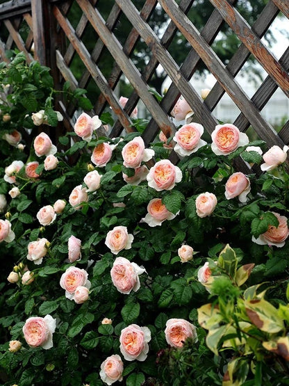 Rose  ‘HanXian ｜涵仙 ’ -   New Varieties 2021