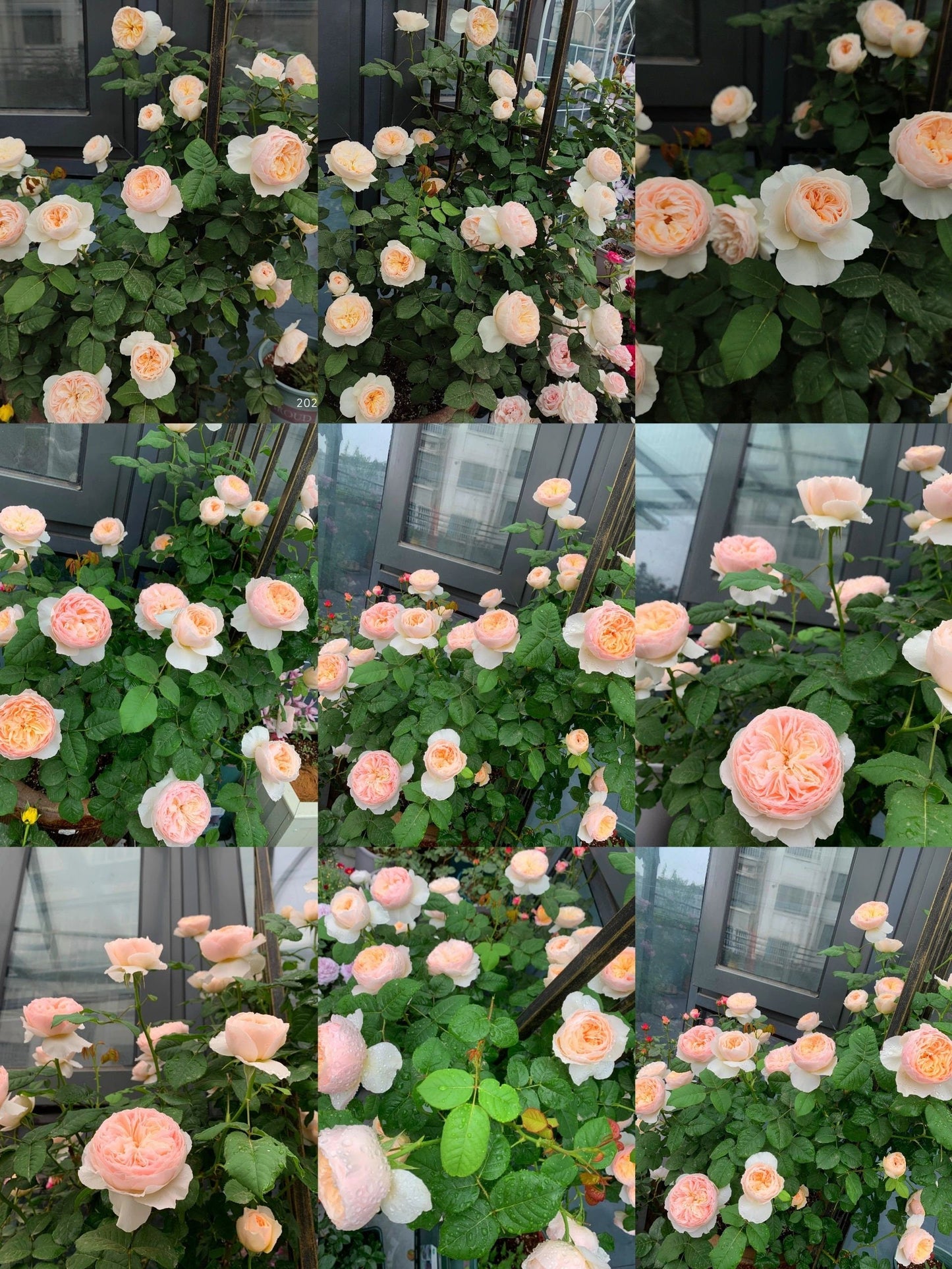 Rose  ‘HanXian ｜涵仙 ’ -   New Varieties 2021