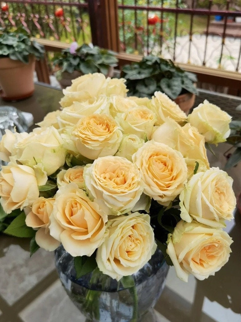 Rosa ‘Peach Avalanche  | 蜜桃雪山 ’ - Award