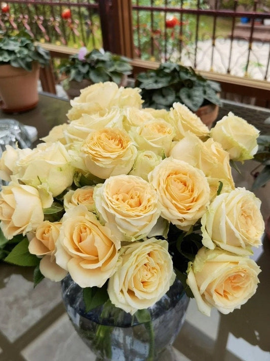 Rosa ‘Peach Avalanche  | 蜜桃雪山 ’ - Award
