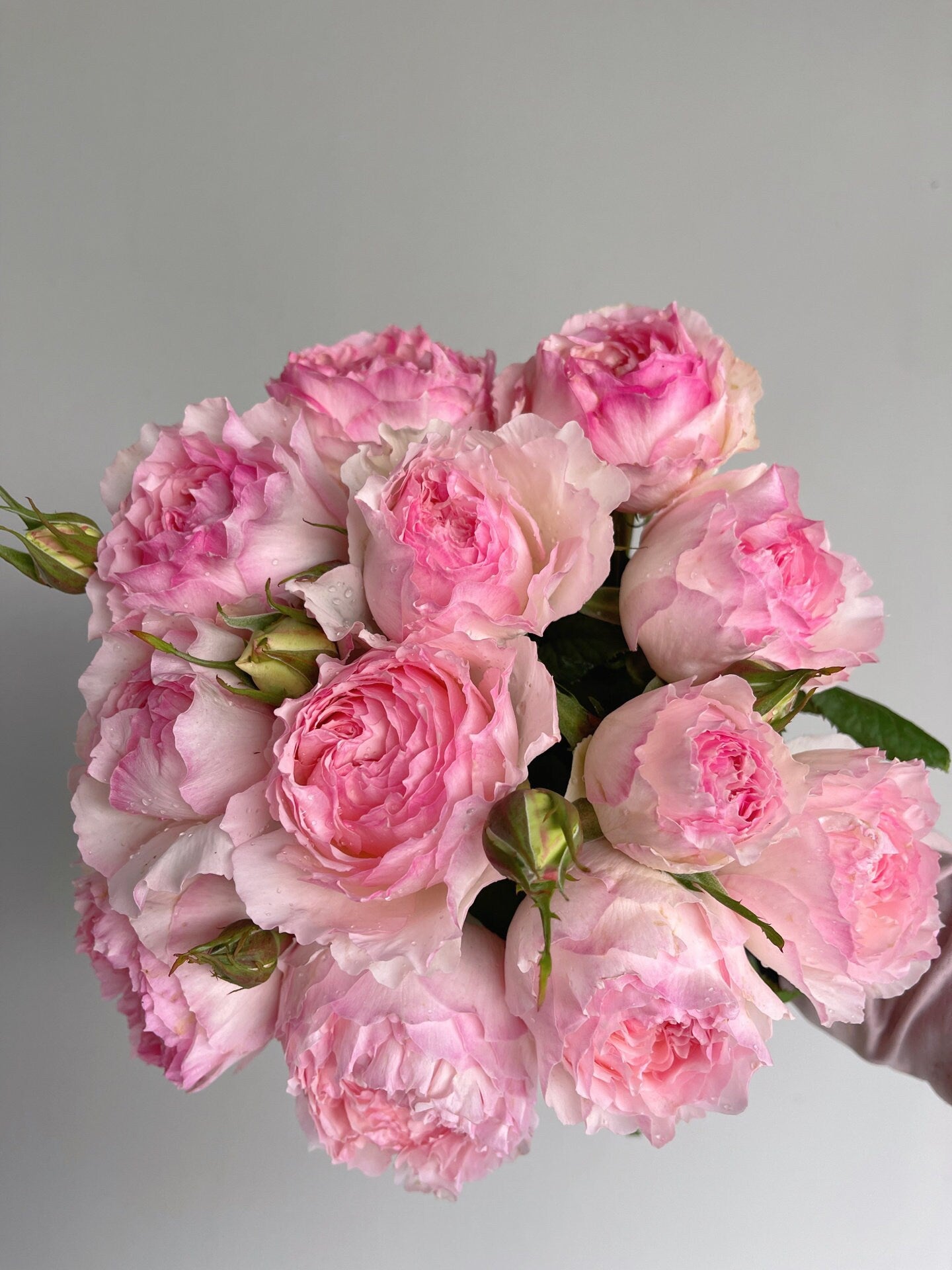 Rose  ‘  M-Perzik｜Ｍ－ペルジーク | 佩尔朱克