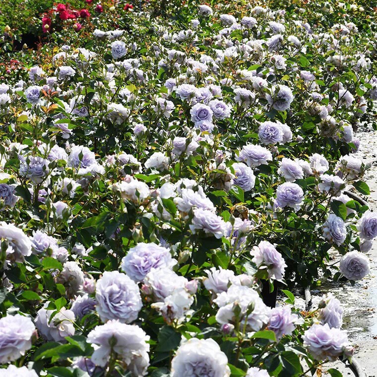 Rose  ’Azure Tranquility | 霁色‘  - New Variety-2021