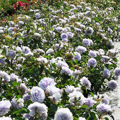 Rose  ’Azure Tranquility | 霁色‘  - New Variety-2021