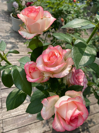 Popular Rose  ’ Jumilia | ジュミリア | 朱米莉亞 | 艾莎 ‘