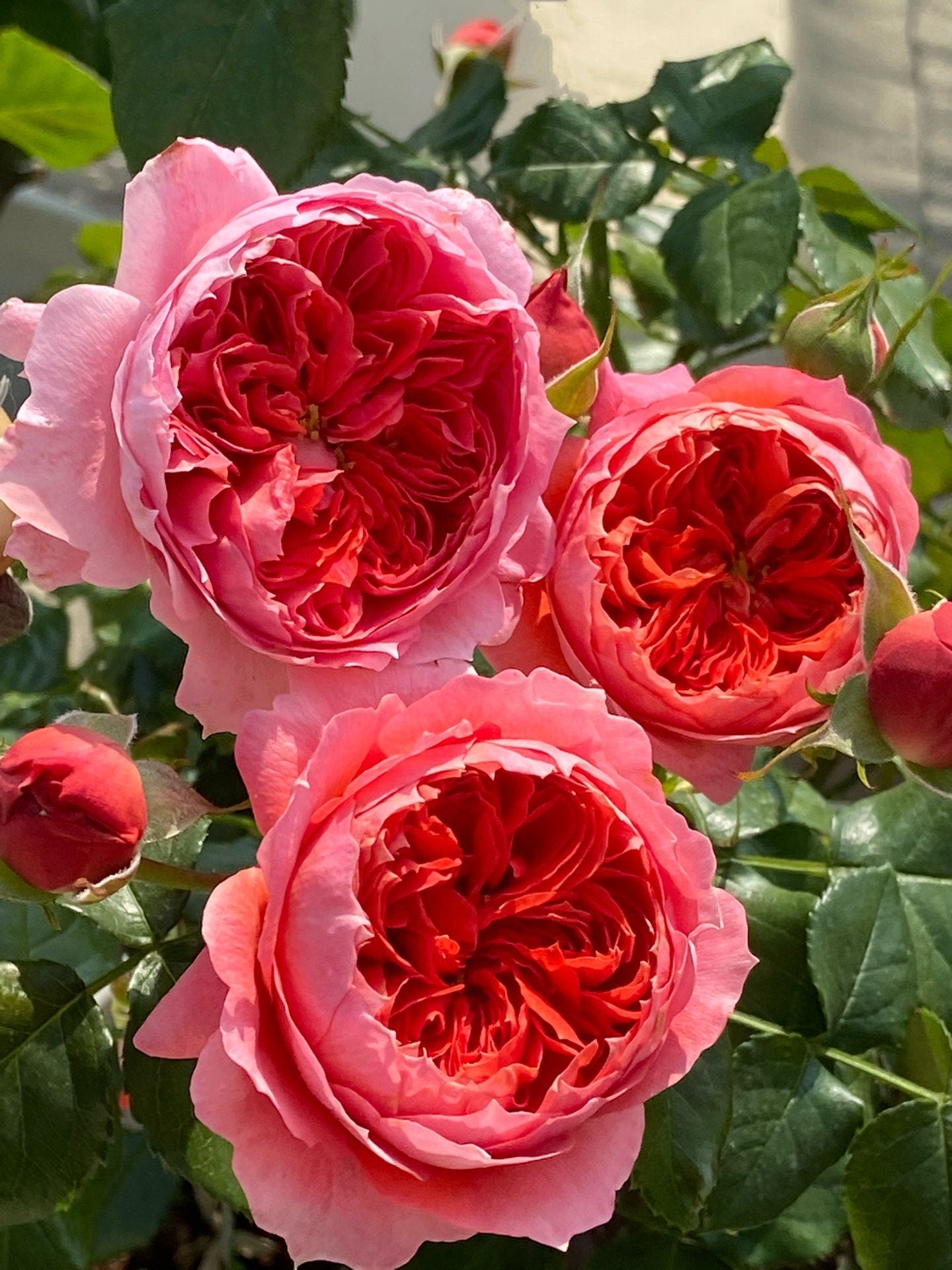 Rose  ‘ Zhu Sha Wan | 朱砂碗  - New Variety 2022