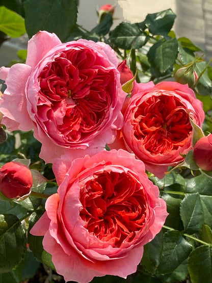 Rose  ‘ Zhu Sha Wan | 朱砂碗  - New Variety 2022