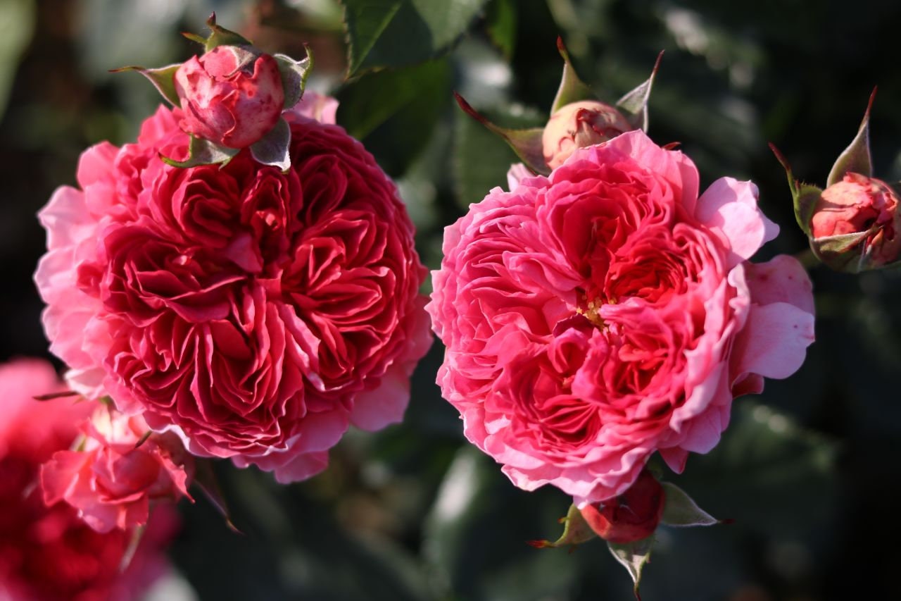 Rose  ‘ Zhu Sha Wan | 朱砂碗  - New Variety 2022