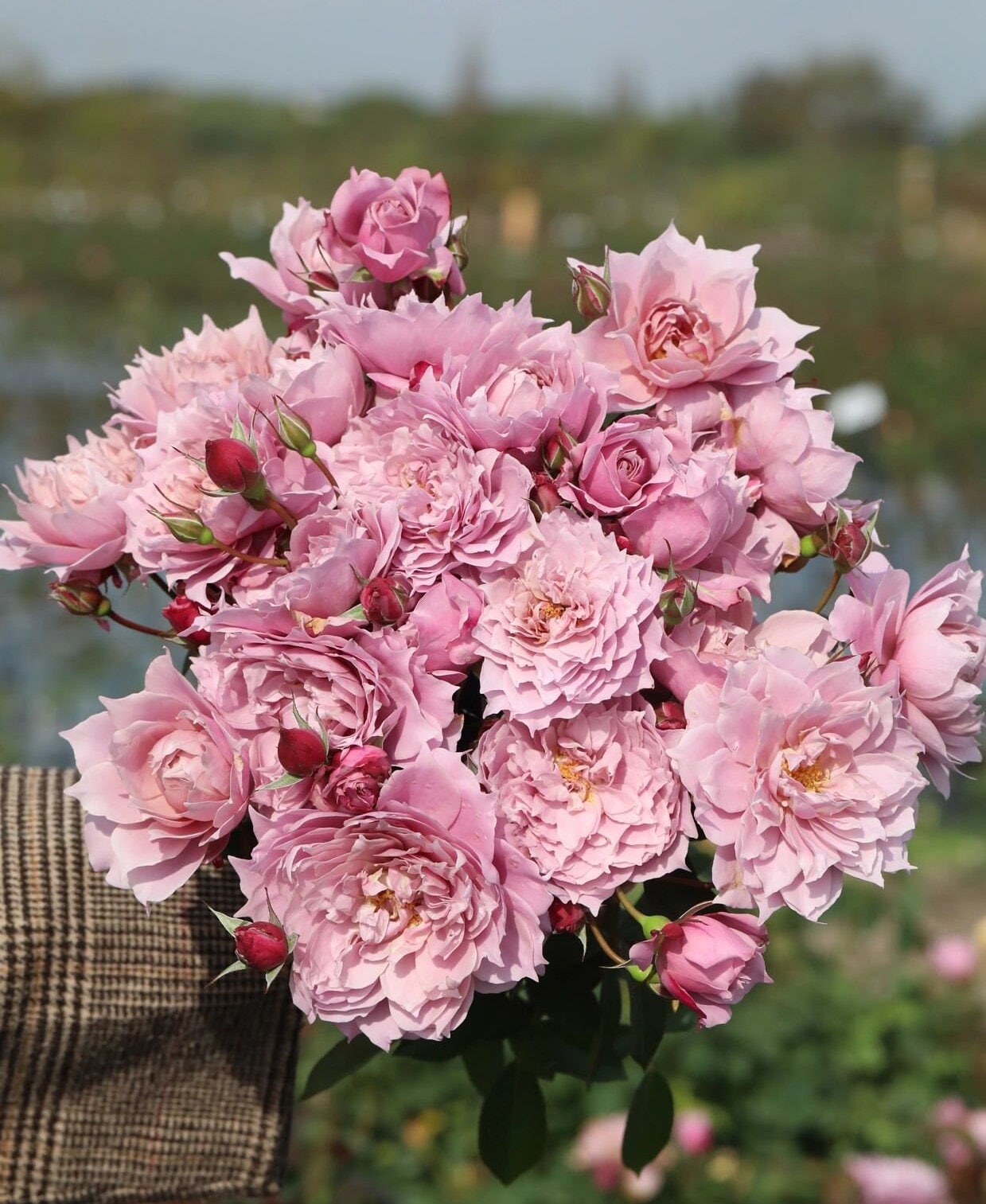 Rose  ‘ Dreamy Violet｜幻紫 |  New Variety -2021 ’