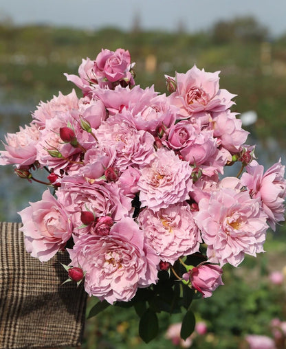 Rose  ‘ Dreamy Violet｜幻紫 |  New Variety -2021 ’