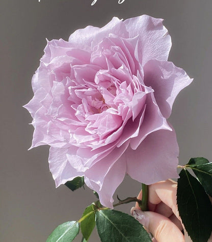 Rose  ‘ Dreamy Violet｜幻紫 |  New Variety -2021 ’
