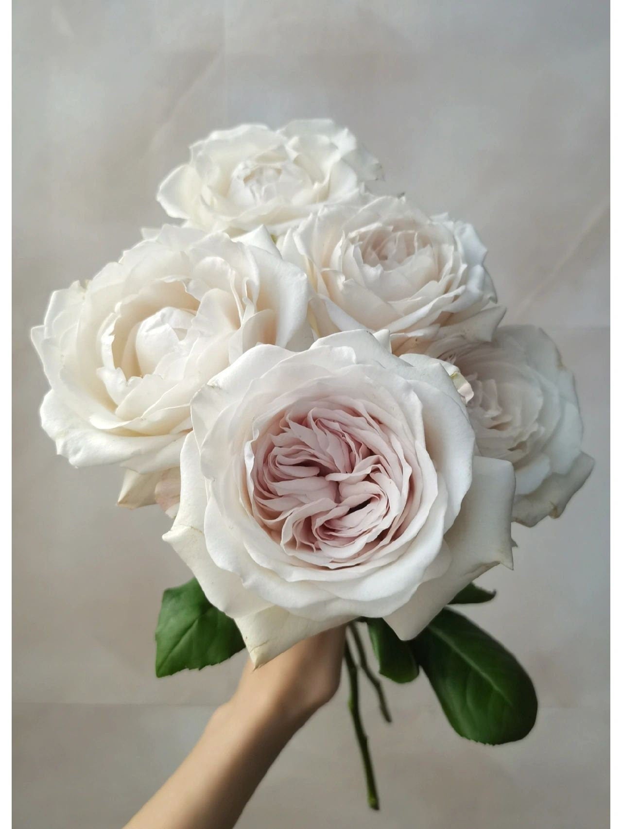 Pearlescence Rose  ’Sliver Lining  | 银色衬裙 ‘