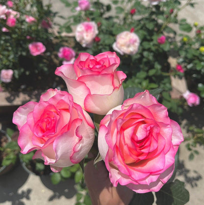 Popular Rose  ’ Jumilia | ジュミリア | 朱米莉亞 | 艾莎 ‘