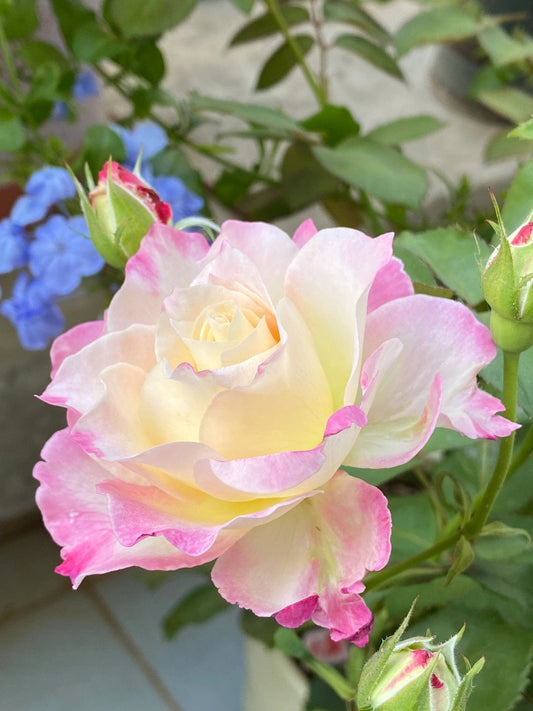 Rosa  ‘Seraphim | セラフィム | 六翼天使 ’   - Award-winning