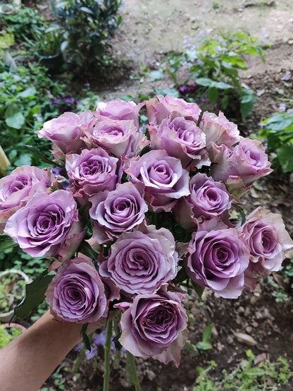 Rare Rose  ‘Nightingale | 紫霞仙子 ’
