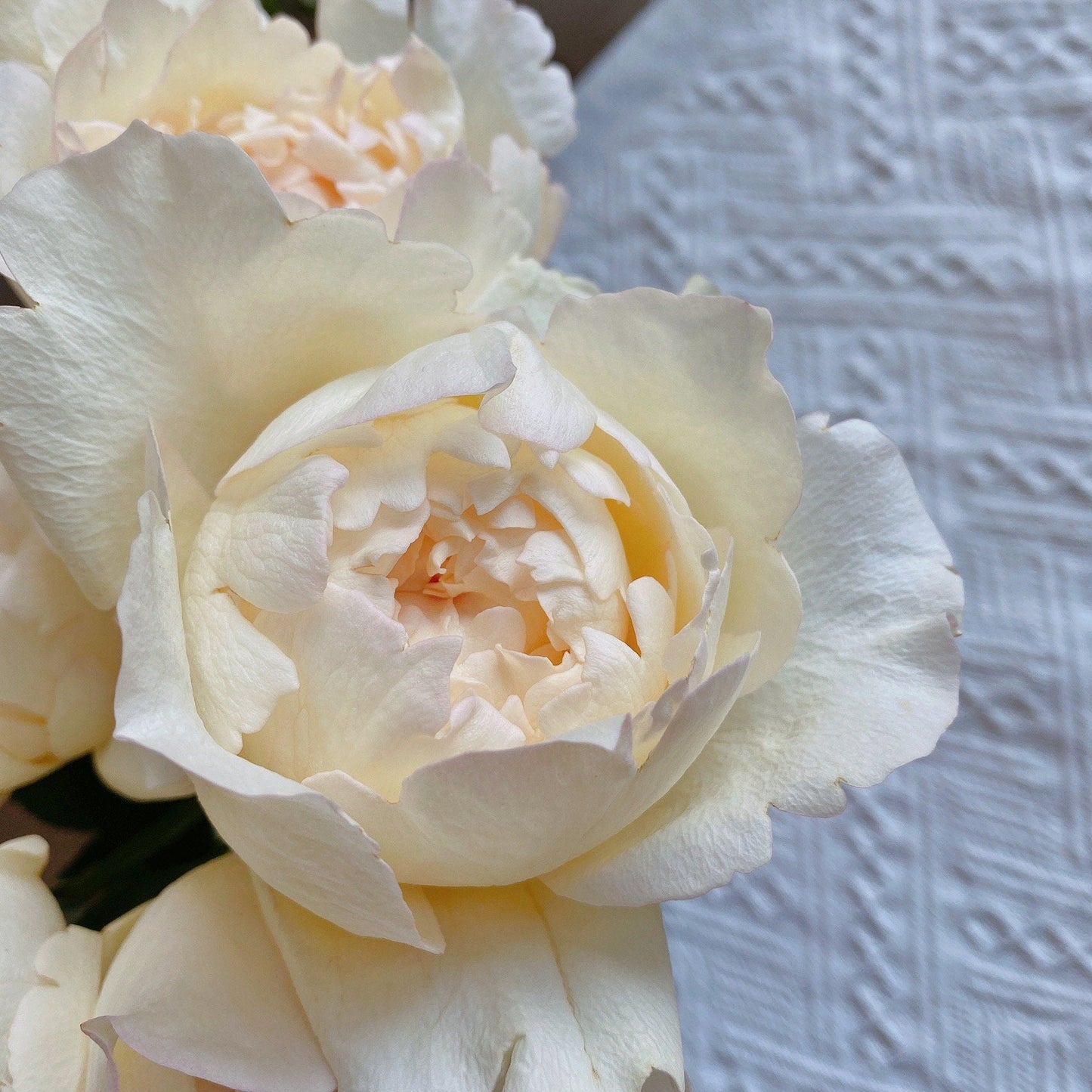 Yves Rose  ‘ Cream Yves Piaget  | 奶油伊芙  ’