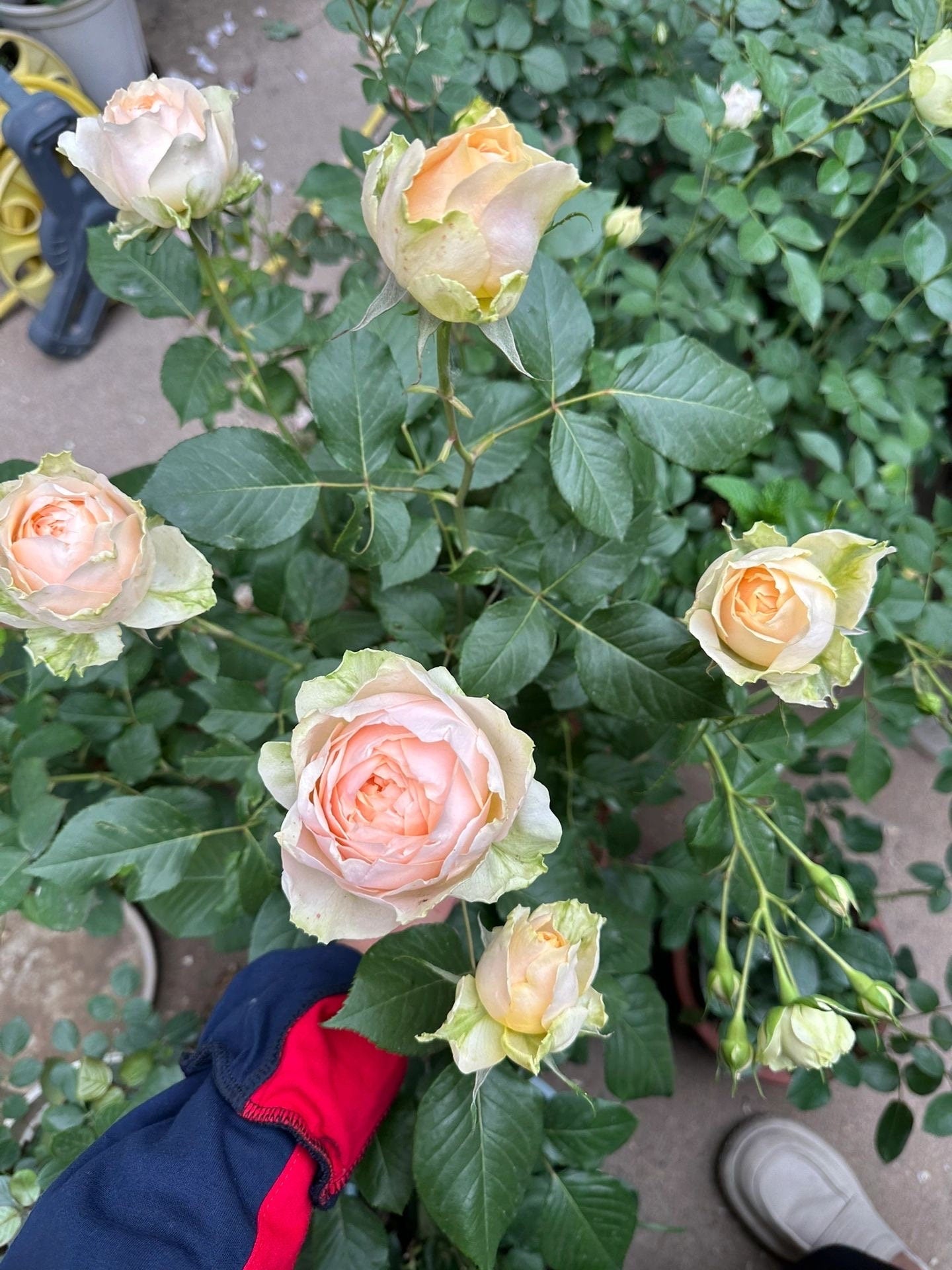 Yves Rose  ‘ Cream Yves Piaget  | 奶油伊芙  ’