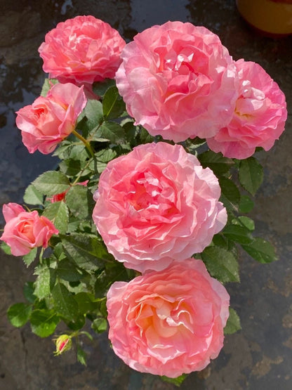 Popular Rose  ‘ Neptune King Terrazza | 海神王 ’