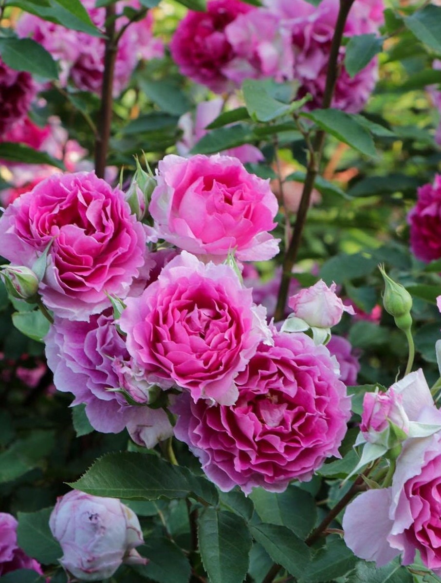 Rose  ‘ Scheherazade | シェエラザード  | 天方夜谭  ’