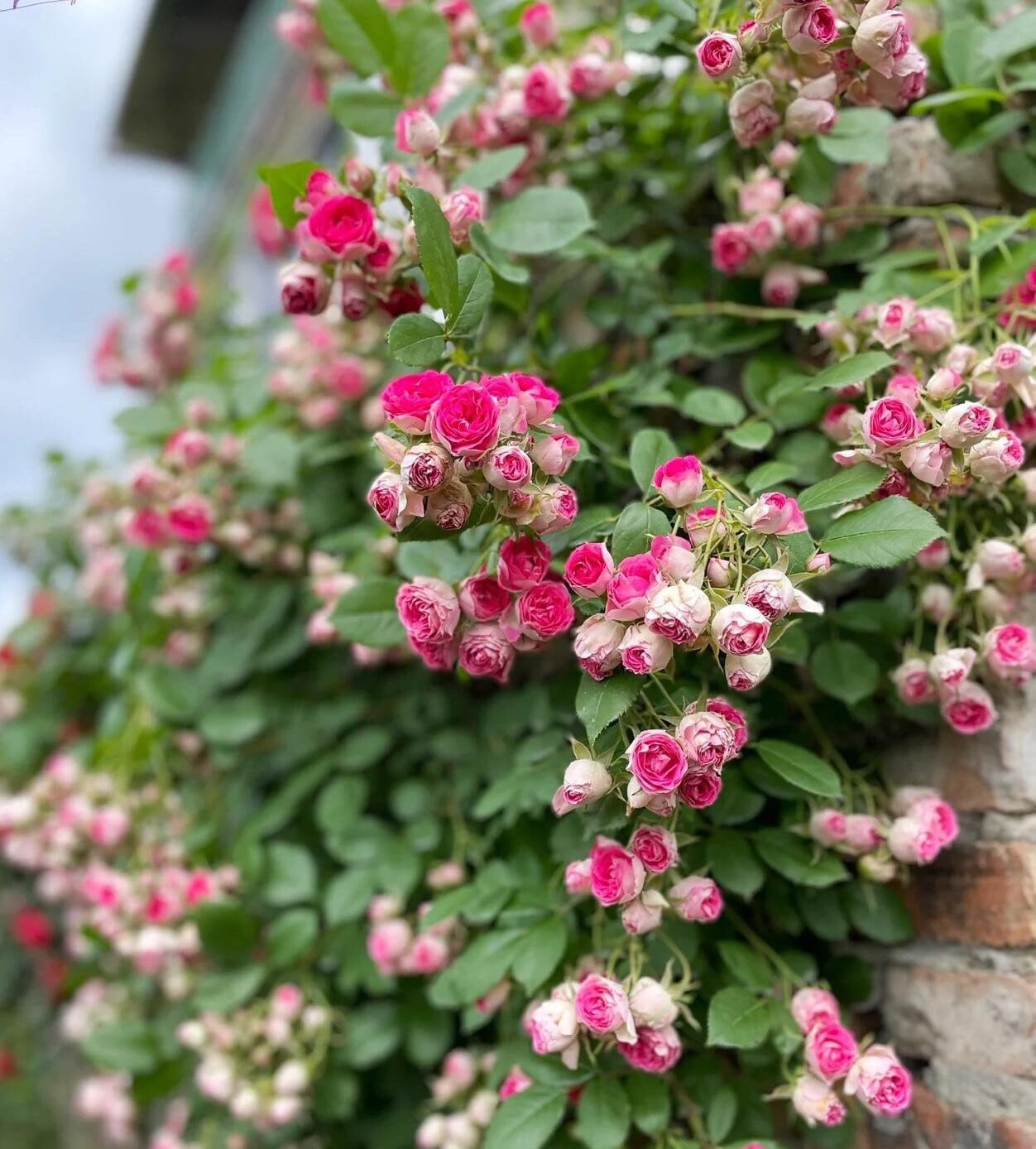 Climbing Rose  ' Rouge |ルージュ |  胭脂扣 ' - Award-winning
