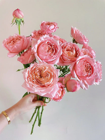 Rose  ’Julieta |ジュリエッタ バラ | 朱丽叶塔‘
