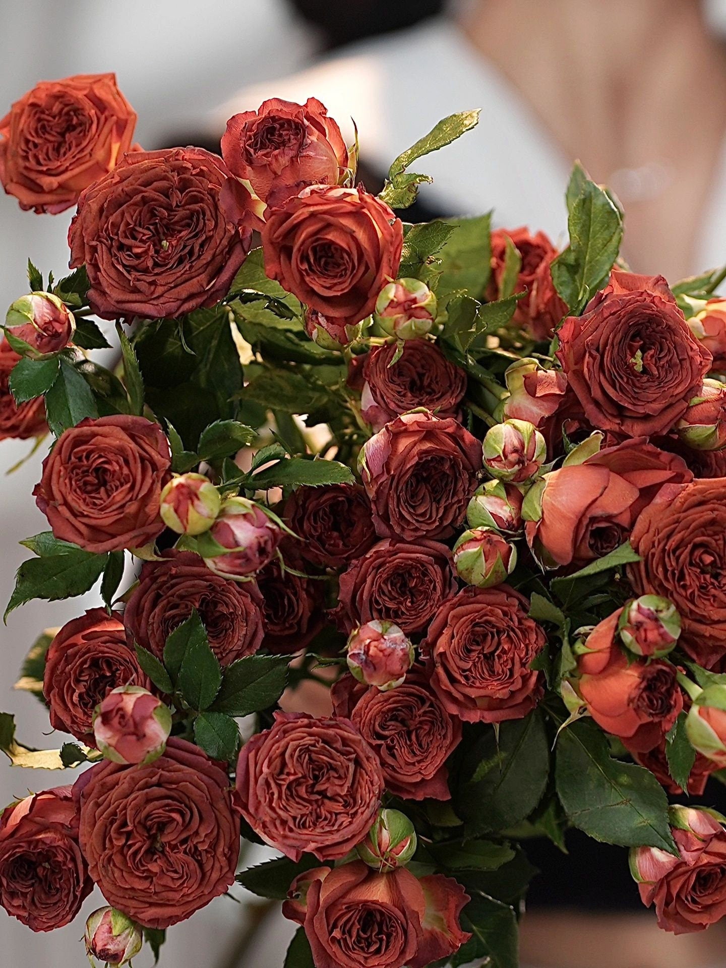 Rose ’ Chocolate Bubbles |チョコレートバブル | 巧克力泡泡