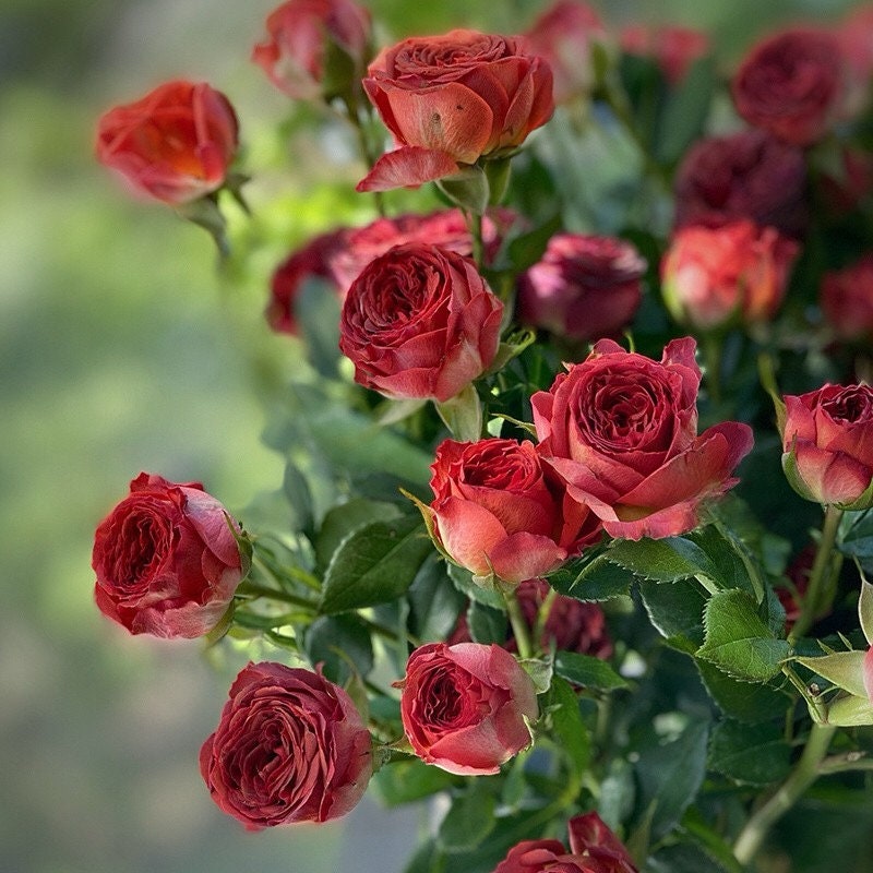 Rose ’ Chocolate Bubbles |チョコレートバブル | 巧克力泡泡