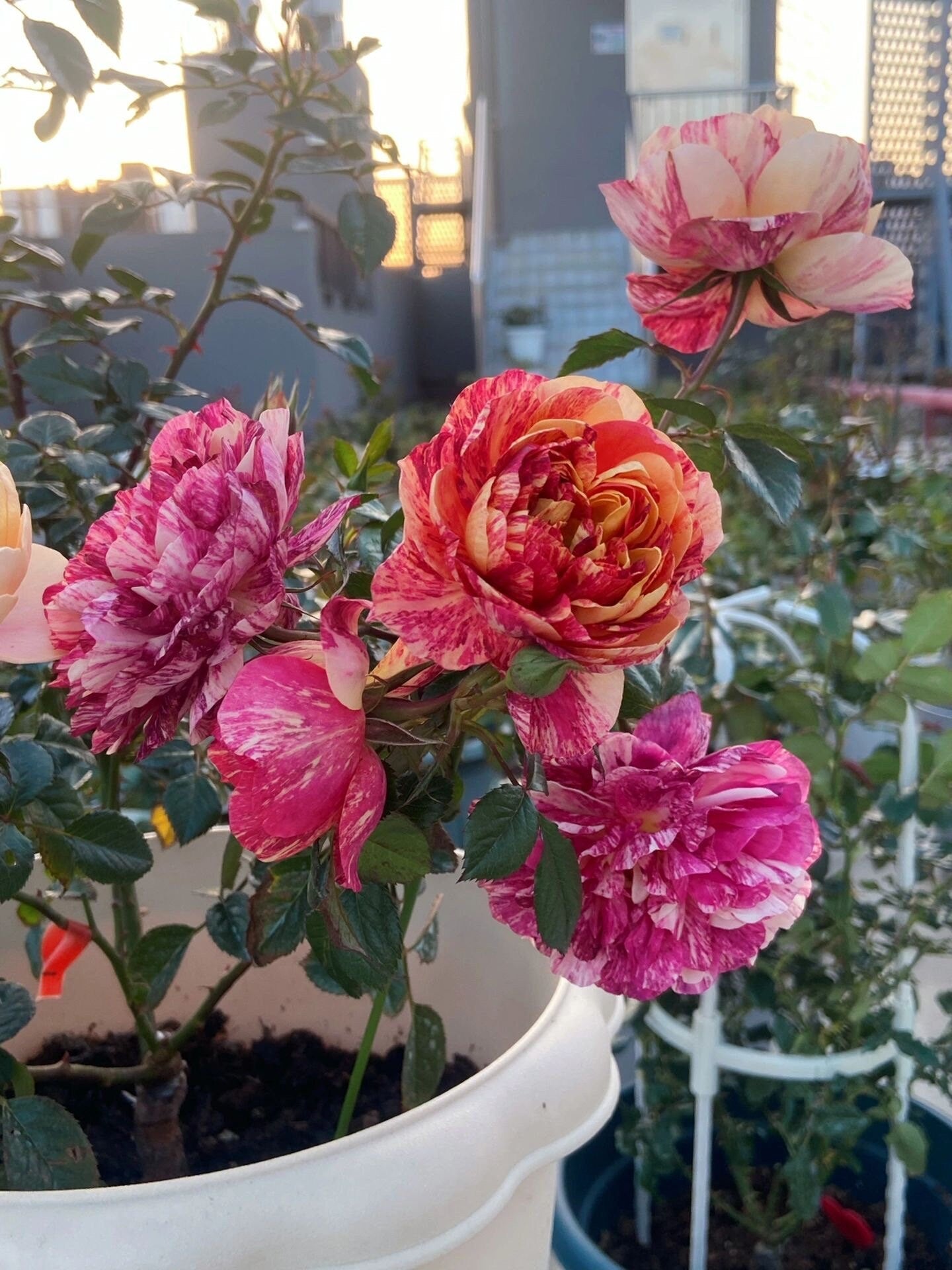 Rose  ‘ Juice Splash Rose  | 果汁飛沫のバラ  | 果汁飞溅  ‘