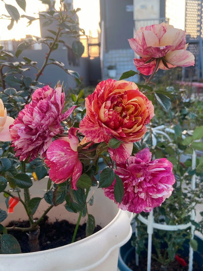 Rose  ‘ Juice Splash Rose  | 果汁飛沫のバラ  | 果汁飞溅  ‘