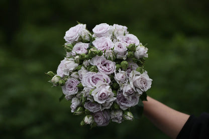 Rose  ’Azure Tranquility | 霁色‘  - New Variety-2021