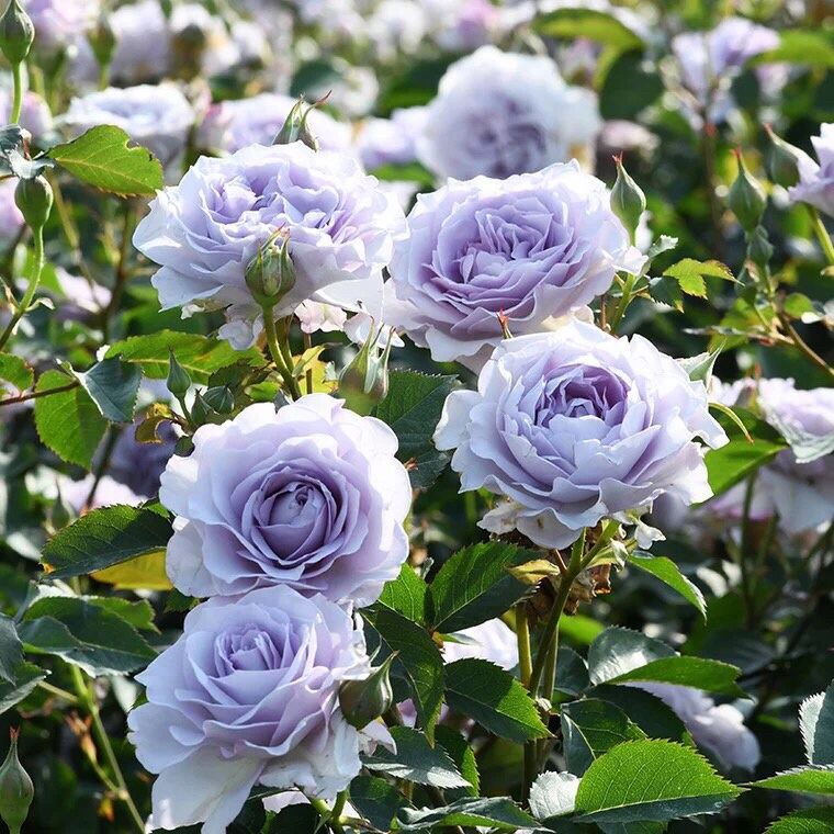 Rose  ’Azure Tranquility | 霁色‘  - New Variety-2021