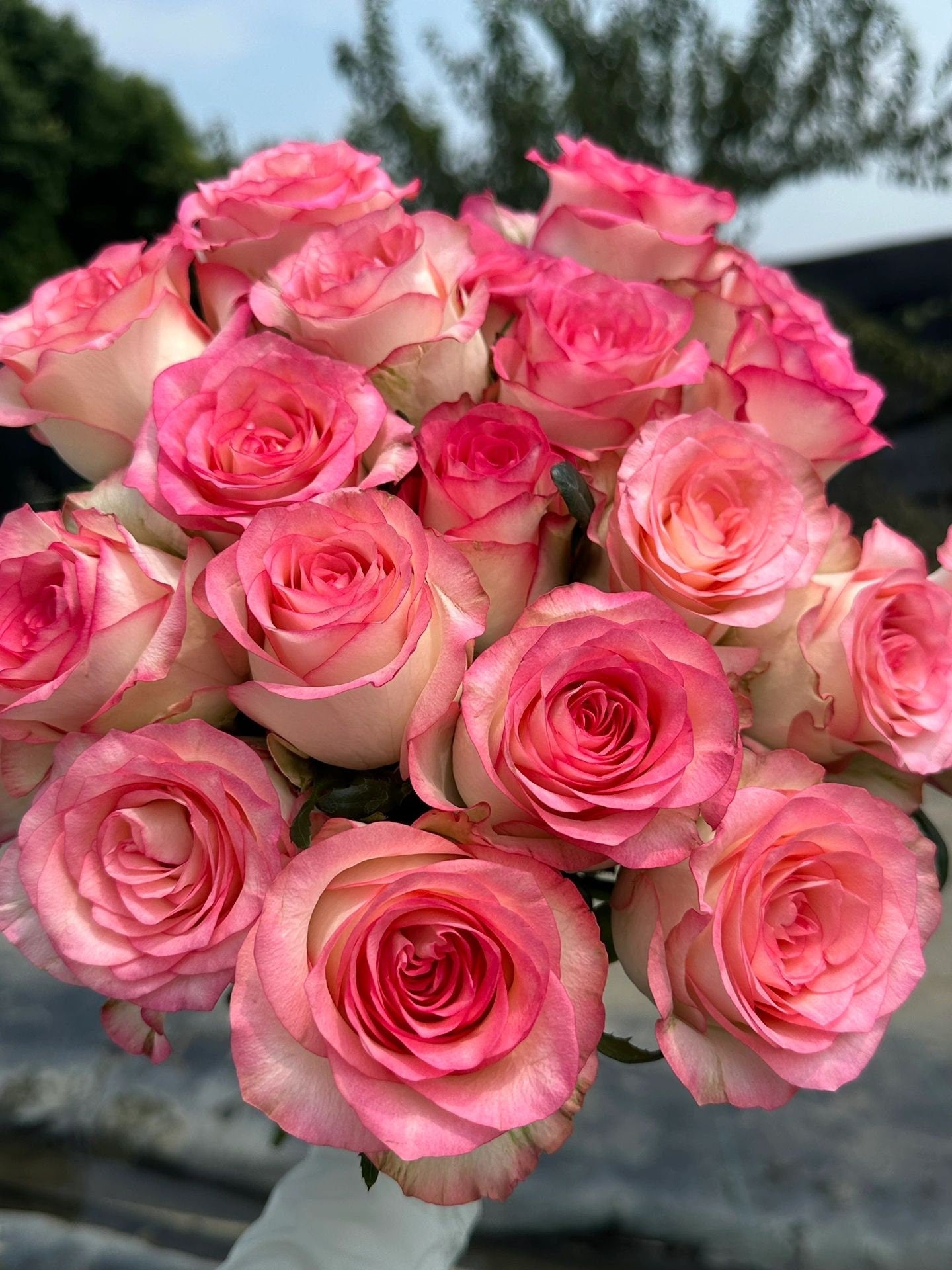 Popular Rose  ’ Jumilia | ジュミリア | 朱米莉亞 | 艾莎 ‘
