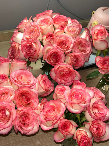 Popular Rose  ’ Jumilia | ジュミリア | 朱米莉亞 | 艾莎 ‘