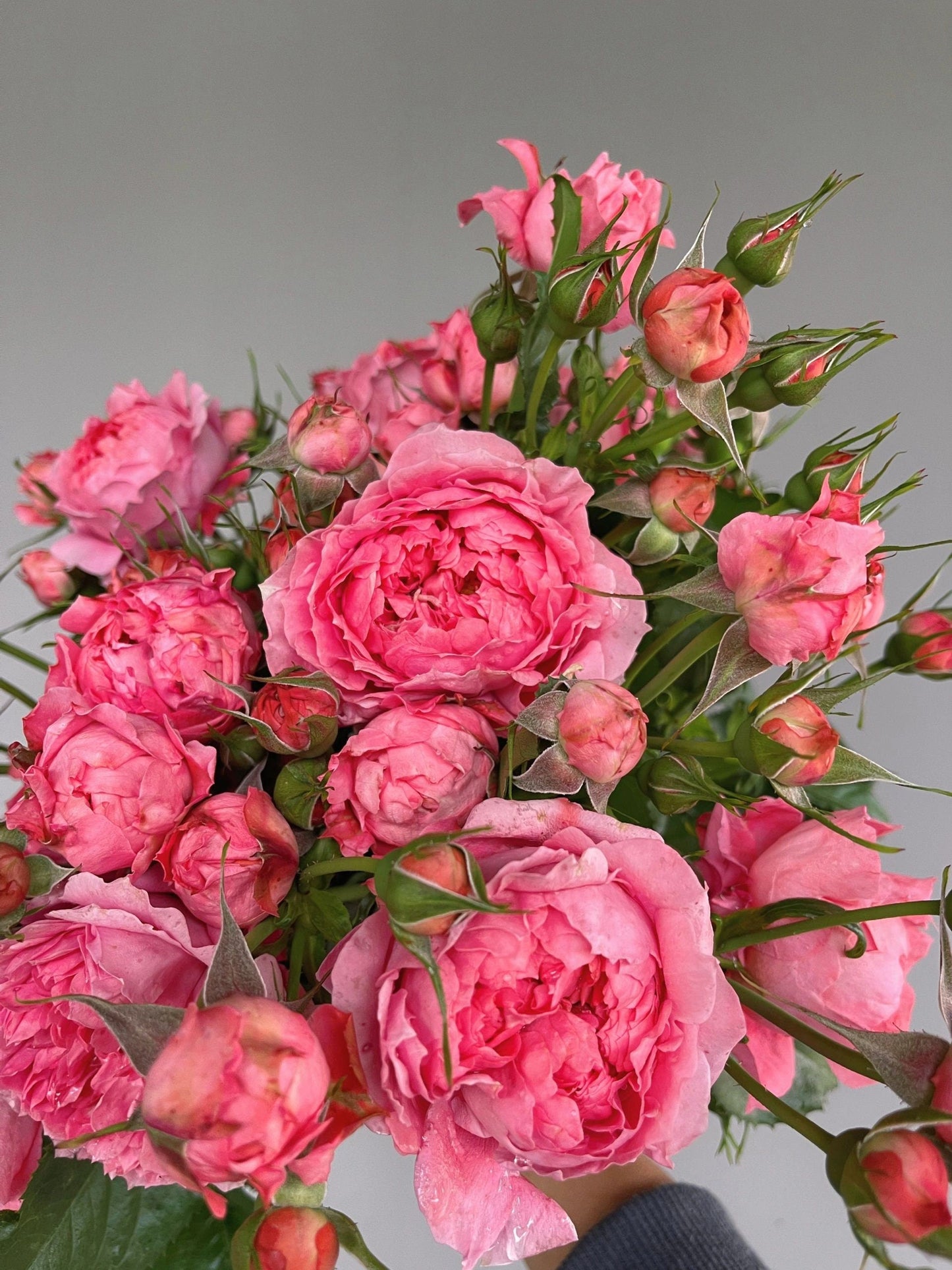 Rose  ‘ Zhu Sha Wan | 朱砂碗  - New Variety 2022