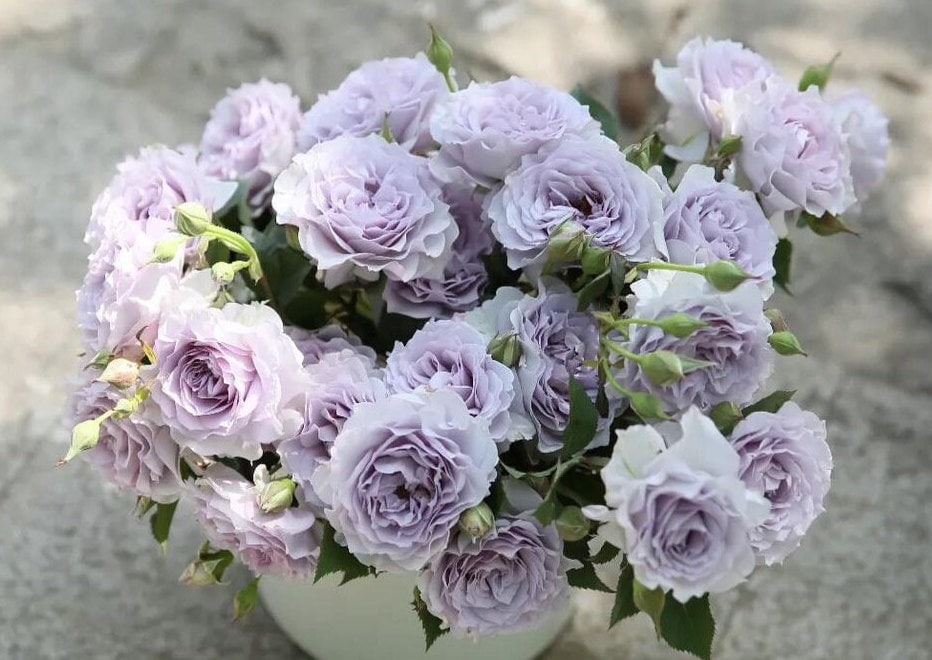 Rose  ’Azure Tranquility | 霁色‘  - New Variety-2021