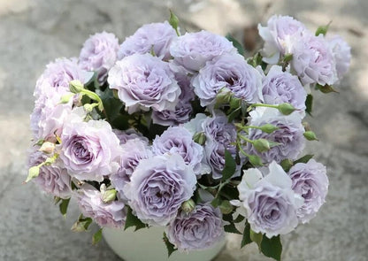 Rose  ’Azure Tranquility | 霁色‘  - New Variety-2021