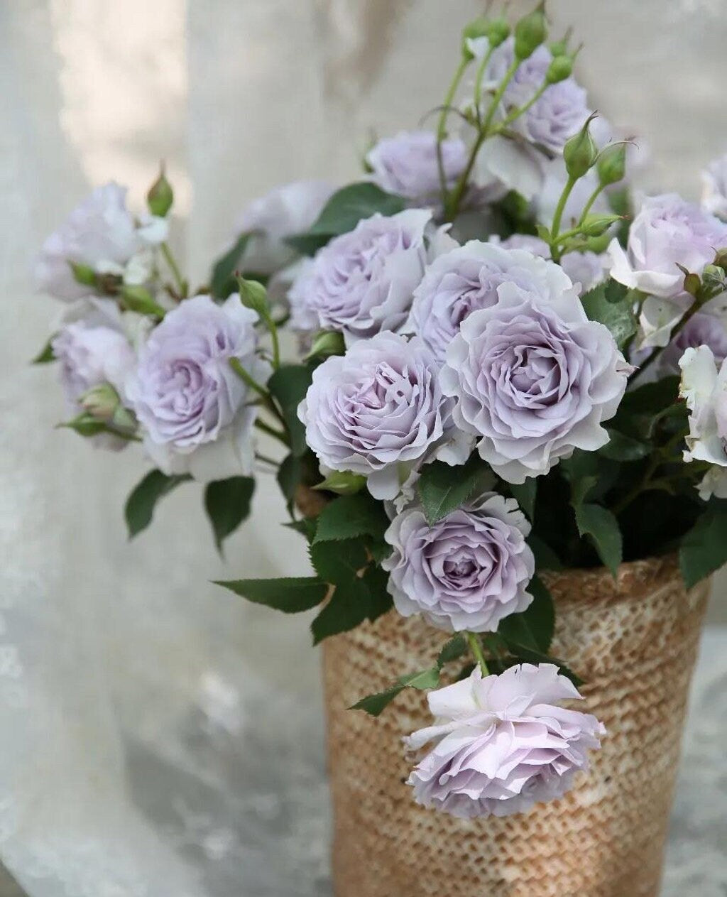Rose  ’Azure Tranquility | 霁色‘  - New Variety-2021