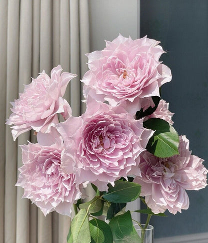 Rose  ‘ Dreamy Violet｜幻紫 |  New Variety -2021 ’