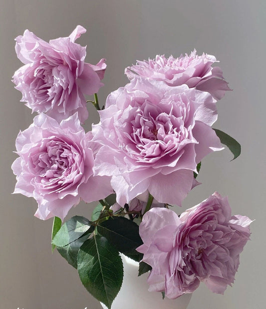 Rose  ‘ Dreamy Violet｜幻紫 |  New Variety -2021 ’