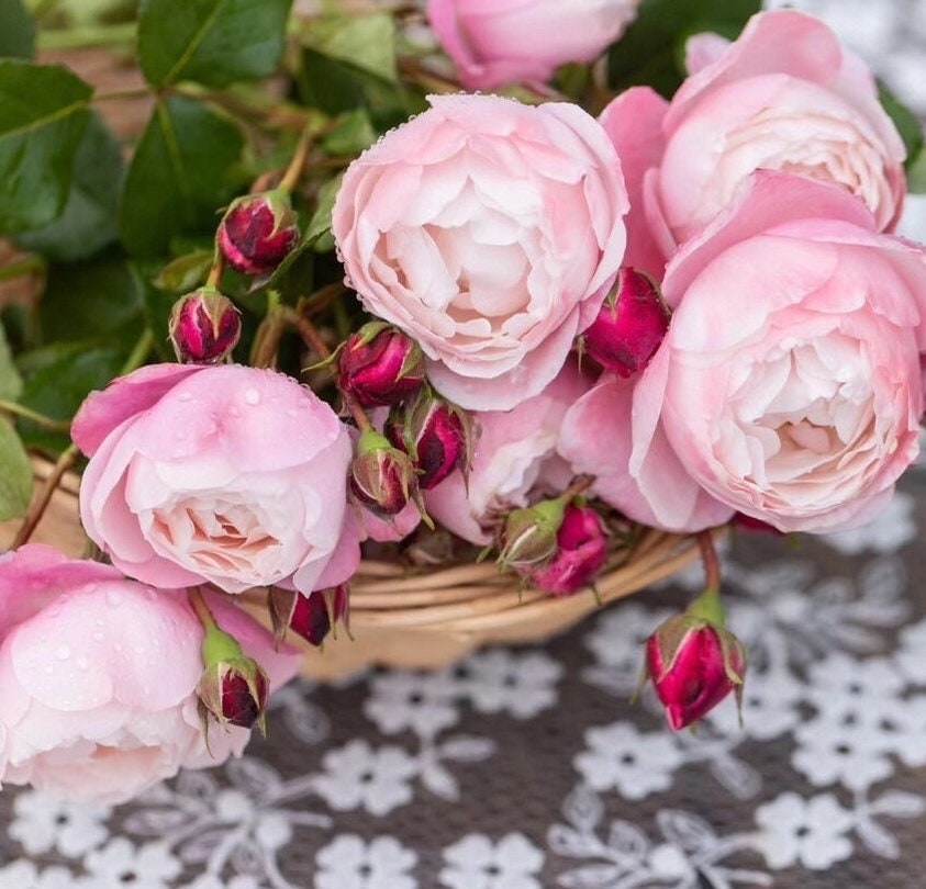 Rare Rose  ‘Plume |プリュム |羽毛 ’  - Award winning