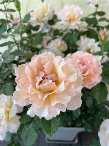 Rare Rose  ‘ La Mariee｜ ラ・マリエ | 新婚 新娘 ’