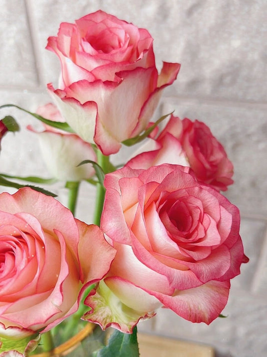 Popular Rose  ’ Jumilia | ジュミリア | 朱米莉亞 | 艾莎 ‘