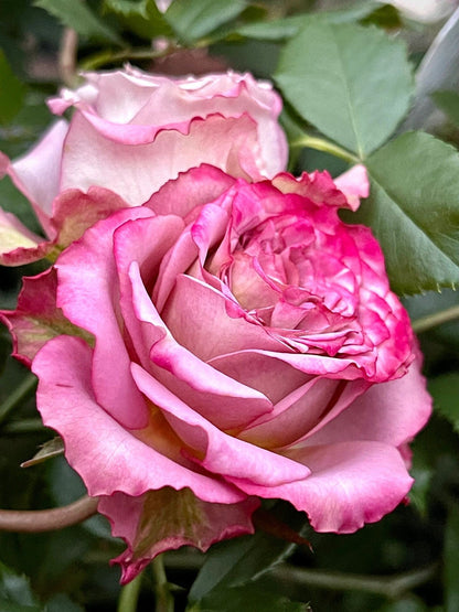 Rose  ’Thé Nature  | テナチュール | 英伦节拍 ‘