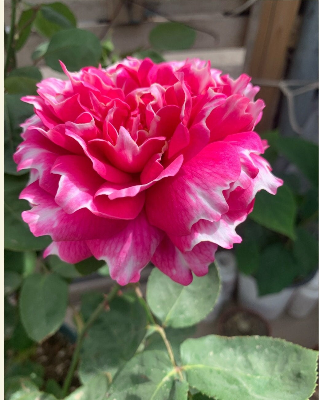 Rose  ‘Purple Mist Frost | 紫雾凝霜’  - New Varieties