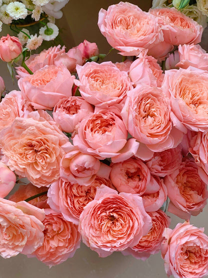 Rose  ’Julieta |ジュリエッタ バラ | 朱丽叶塔‘