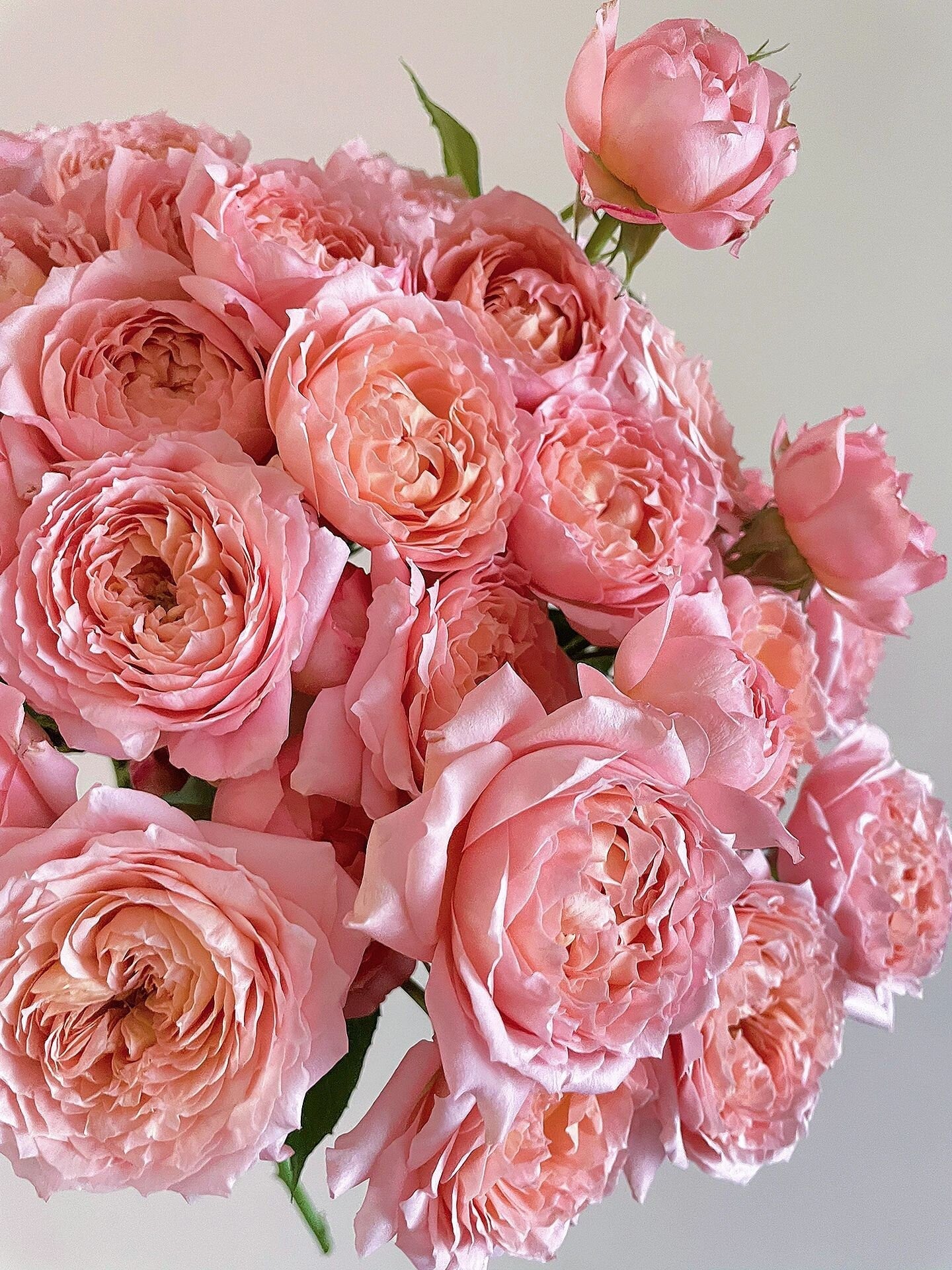 Rose  ’Julieta |ジュリエッタ バラ | 朱丽叶塔‘